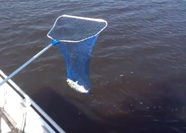 Established on the 22nd of January, 2014 (changed from Angus' Fishing to Angling Angus on the 6/11/2014)