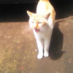 Stern_Bild21's profile picture. ただのガジェオタ