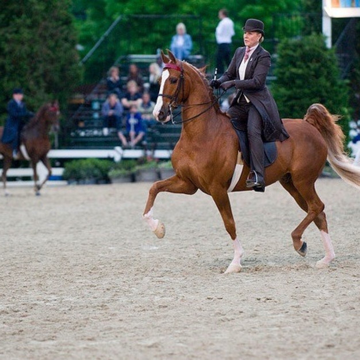We're not jumpers, we're not eventers, we are the performance world and we can hold our own. We're a breed all our own.