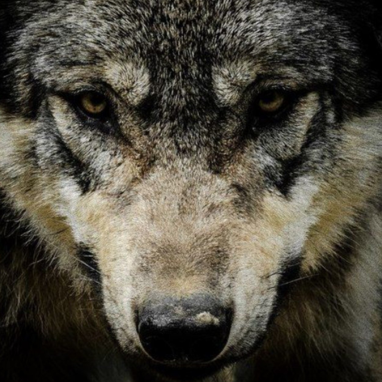 Maybe The Wolf Is In Love With The Moon And Each Month It Cries For A Love It Will Never Touch Therefore Have New Oath Protect Others Who BUC: @TheWolfsShadow_
