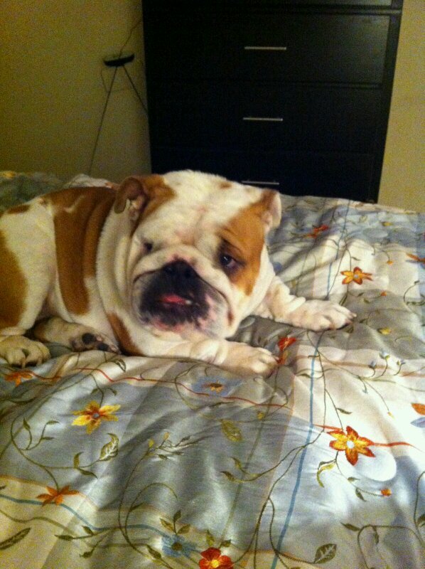 rescue rehabilitate rehome English Bulldogs. 501(c)3 not for profit. Bulldog lover and advocate.