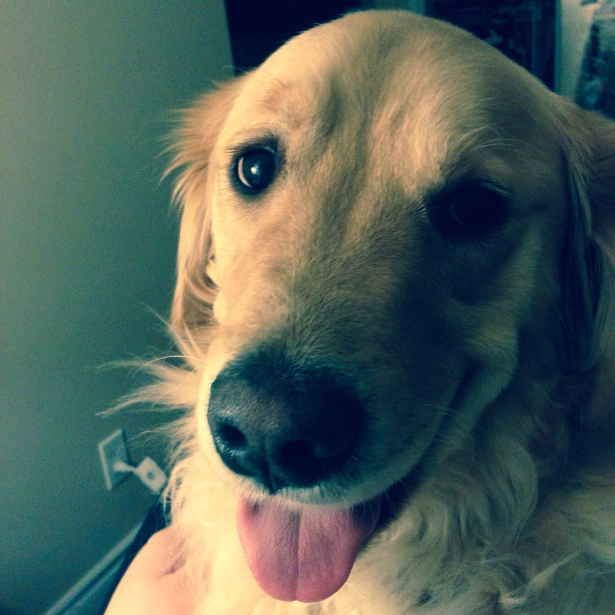 Follow me on instagram!Goldenretriever_raj *Stay Golden*