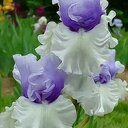 patti - @patti_cook1961 - Twitter