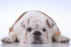 Stay updated with the planning of RC softballs Battle of the Bulldogs Festival