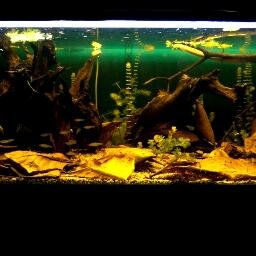 Creando espacios naturales en tu hogar llenos de armonía.  Plantas naturales, peces, decoración, naturaleza