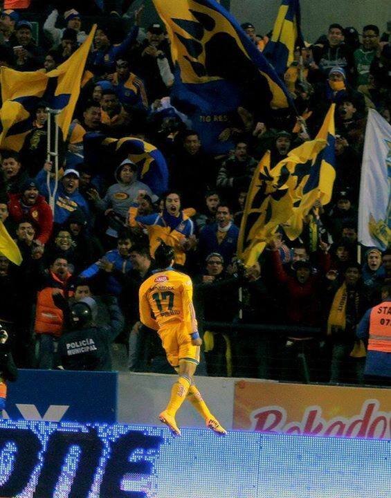 lokos_de_lau's profile picture. Dale Tigres