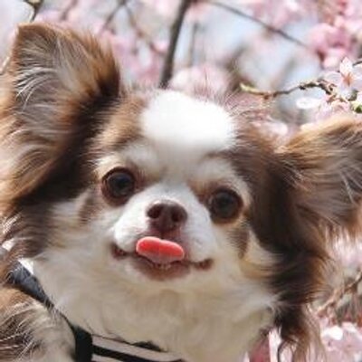 せれびん まぴーの命日 一周忌 頑張って手術を 乗り越えたのに 犬小屋のみんなは浜名湖でまぴーをまっている今です Chihuahua チワワ チワワlove 犬小屋 まぴすたぐらむ 命日 一周忌 ちわわなしでは生きていけません会 Cutydog いぬの