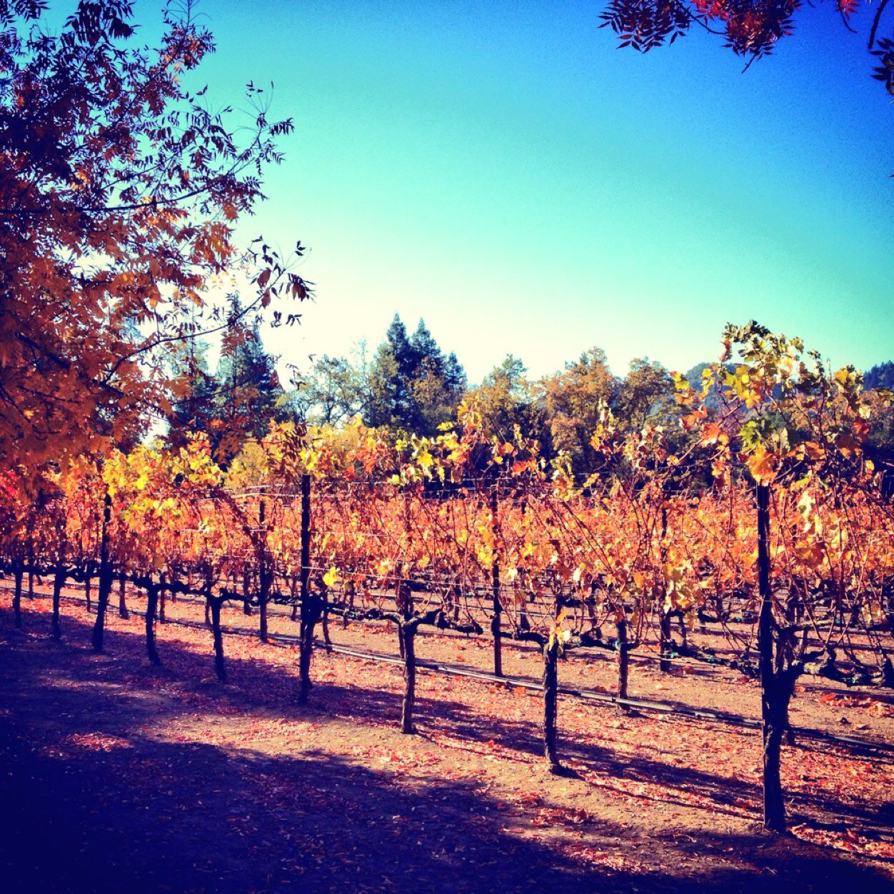 Living, working and playing in Napa Valley