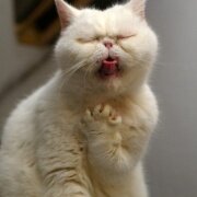 BigTreeCool's profile picture. PhD student @ UNSW