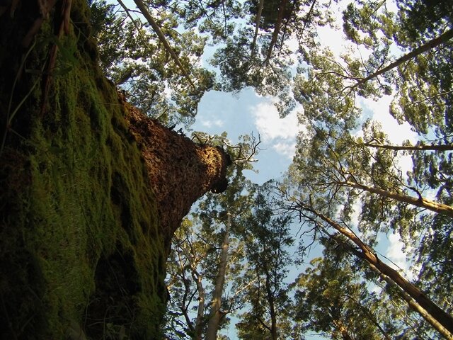 WA Wilderness - we all love it - but it is not always considered as a holiday destination. Why not let us set it up for you? Camping made easy.