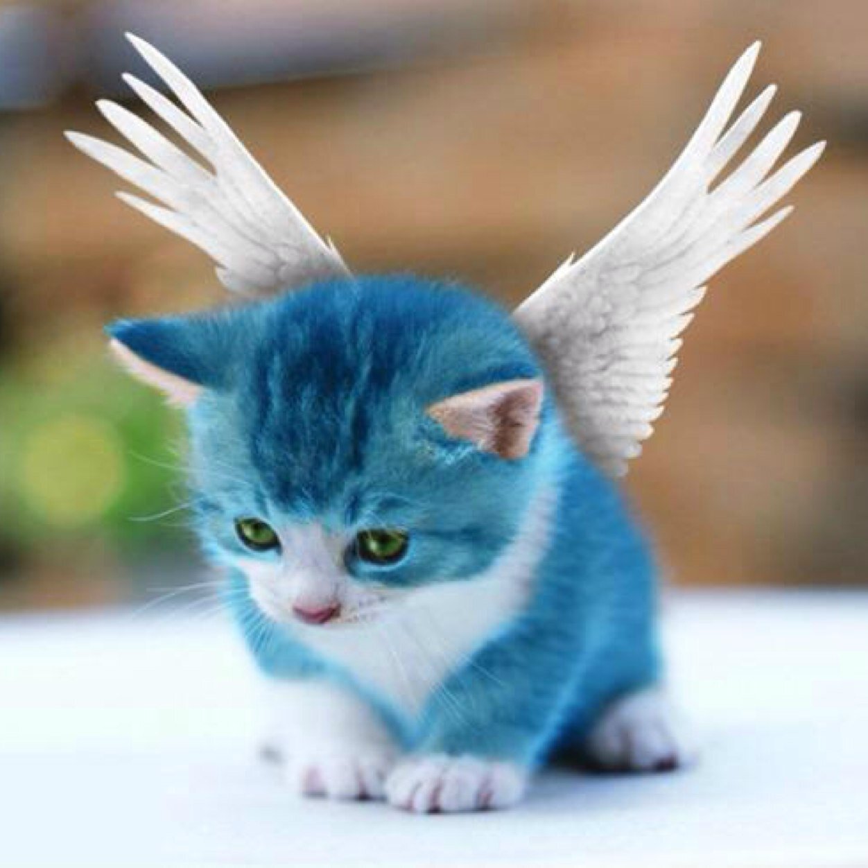 kinakomochi206's profile picture. フローもそう思う…( ^ω^ )あいサー！日本プロ麻雀協会初段認定証所持。元ドラム講師🥁ファイナンシャルプランナー国家資格所持。メンヘラ理解できるから好き。