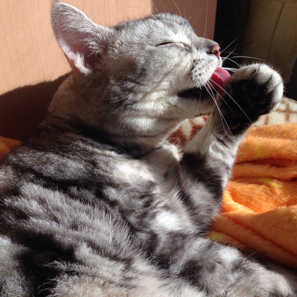 社会人に戻りました。猫は最大の癒し。遊ぶの好き。熱燗一緒に飲める人募集中。１人は嫌い、でも好き。芝居します。