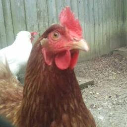 jennshens's profile picture. 