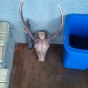 cayden robinson - @cayden0987 - Twitter