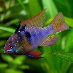 TechAde's profile picture. 