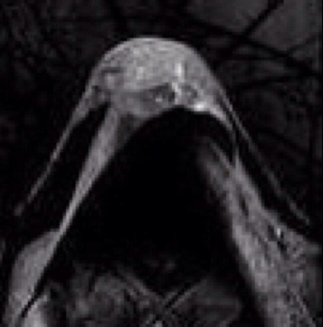 C M annorum hic