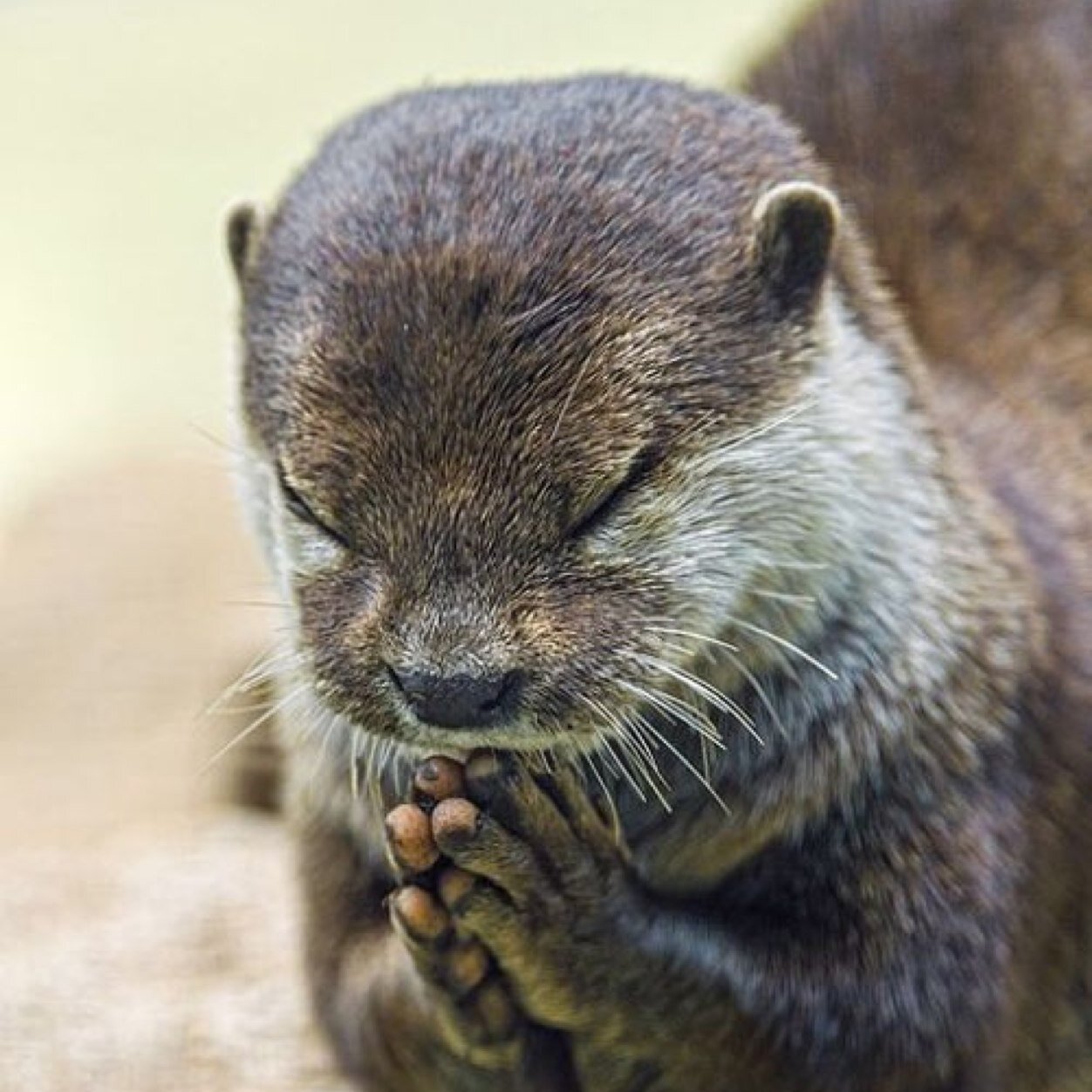 AVALANCHE_PALM's profile picture. I hear you like Kim Kardashian's tits? How would you like to get punched in the dick by a gorilla?