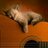 BellaDeRock's profile image