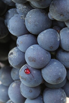 gdvajra's profile picture. Produciamo Barolo ma non solo, perché amiamo tutti i vini della nostra terra. Crediamo nella Bellezza, cura dei dettagli e creatività che rispetta la tradizione
