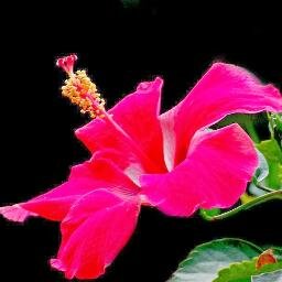 RafaelaAdle's profile picture. Sou apaixonada pela vida!