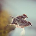 فاطمه آل شريف - @fatima_shareef - Twitter