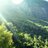 NewlandsForest's profile image