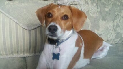 TheBigMulligan's profile picture. Rescue pup who got a breakfast ball. Have you gotten your Big Mulligan yet? 1Cor 3:11