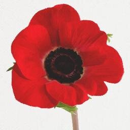 TW_PoppyAppeal's profile picture. Tunbridge Wells Poppy Appeal 2016. TWpoppyappeal@gmail.com.
