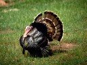 NWTF Union County Chapter, North Carolina
nwtfunioncountychapter@gmail.com