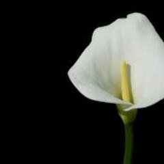 Specializing in modern and traditional floral design for every event