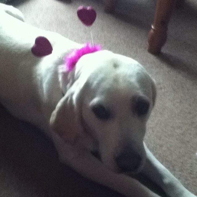 Reject from the guide dogs and a family pet! I'm spoilt, love cake, and has been known to chase a postie and a seagull but it chased me back!