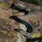 legless_lizards's profile image