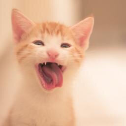 genexk's profile picture. Cat Lover, cat photographer, and film shooter