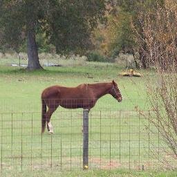 Country girl, gardening, soap making, quilting, walking in the fresh air, wife, mother, grandmother and friend