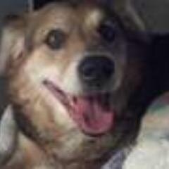 Dog of @JustinLosurdo. When i fart, everyone runs.