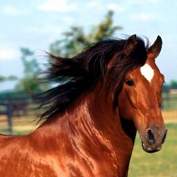 PVAMU Student,Mother of Triplets, and Horse Lover!!!
