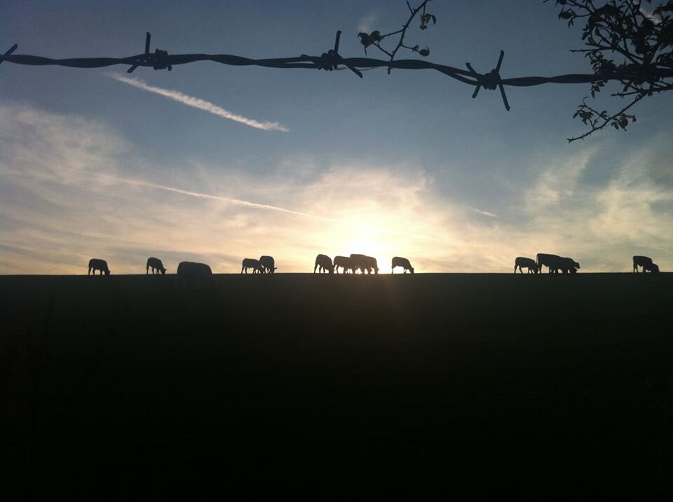 A small family farm in the Chiltern hills. We keep a mixed suckler herd including pedigree Beef Shorthorns, Pigs and establishing a herd of Boer Goats.