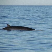 scarborough porpoise (@porpoisesb) 's Twitter Profile Photo