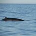 scarborough porpoise (@porpoisesb) Twitter profile photo scarborough porpoise (@porpoisesb) Twitter profile photo