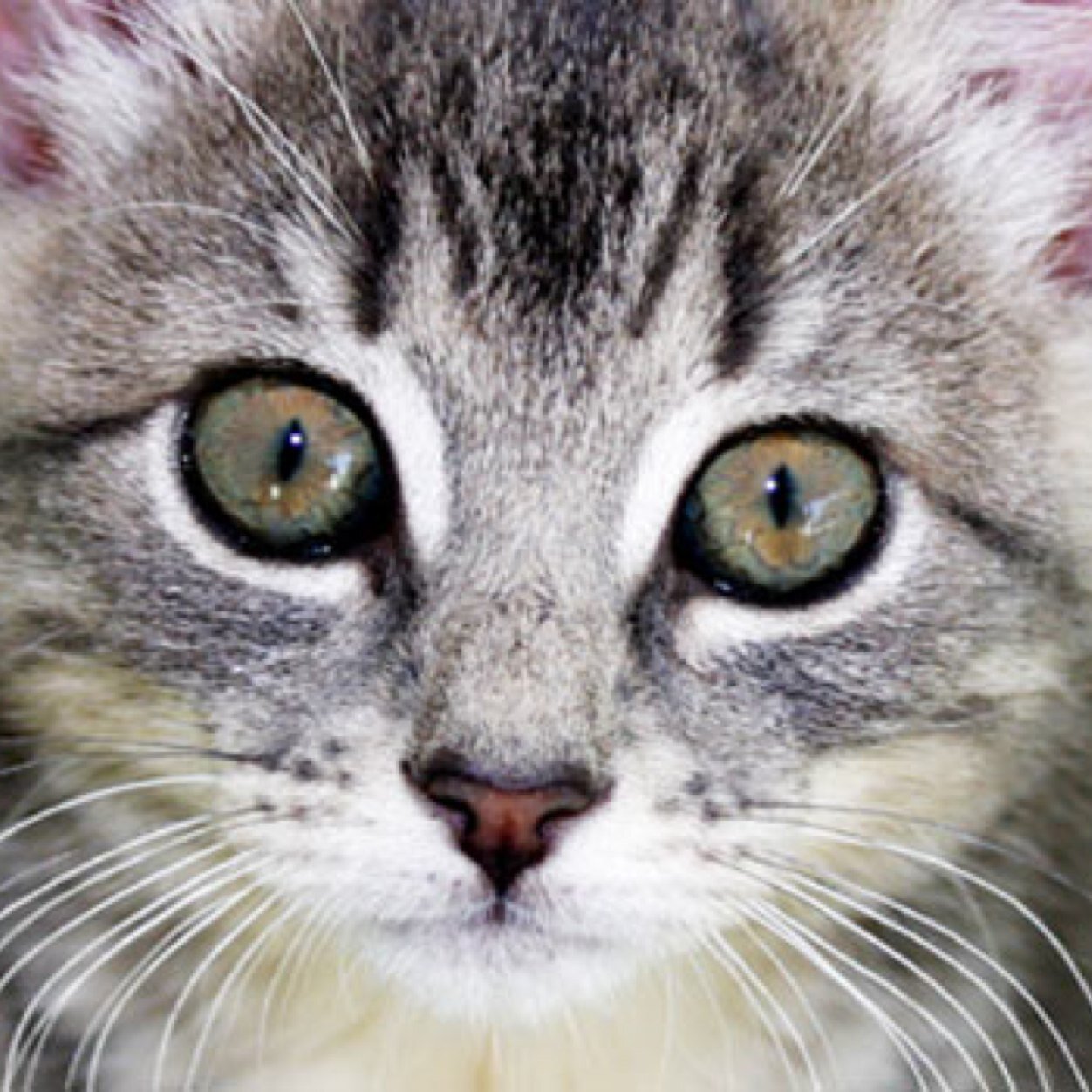 CatsProtection_'s profile picture. Account devoted to raising awareness about protecting animals all around the world. Make a change