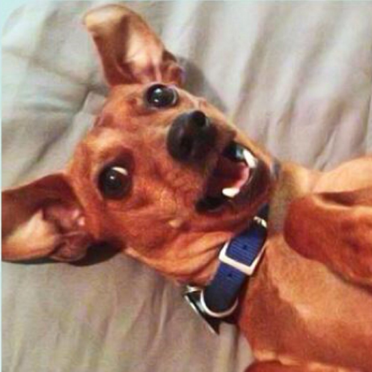 BuddyTheMiniPin's profile picture. 