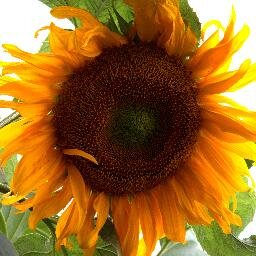 Edible landscape designers working to restore wildlife habitats via sustainable local food systems for Omaha & beyond. #Permaculture #FoodSovereignty