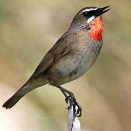 If it wasn't for the birds and the booze I'd have played for the Blades #birdingblades