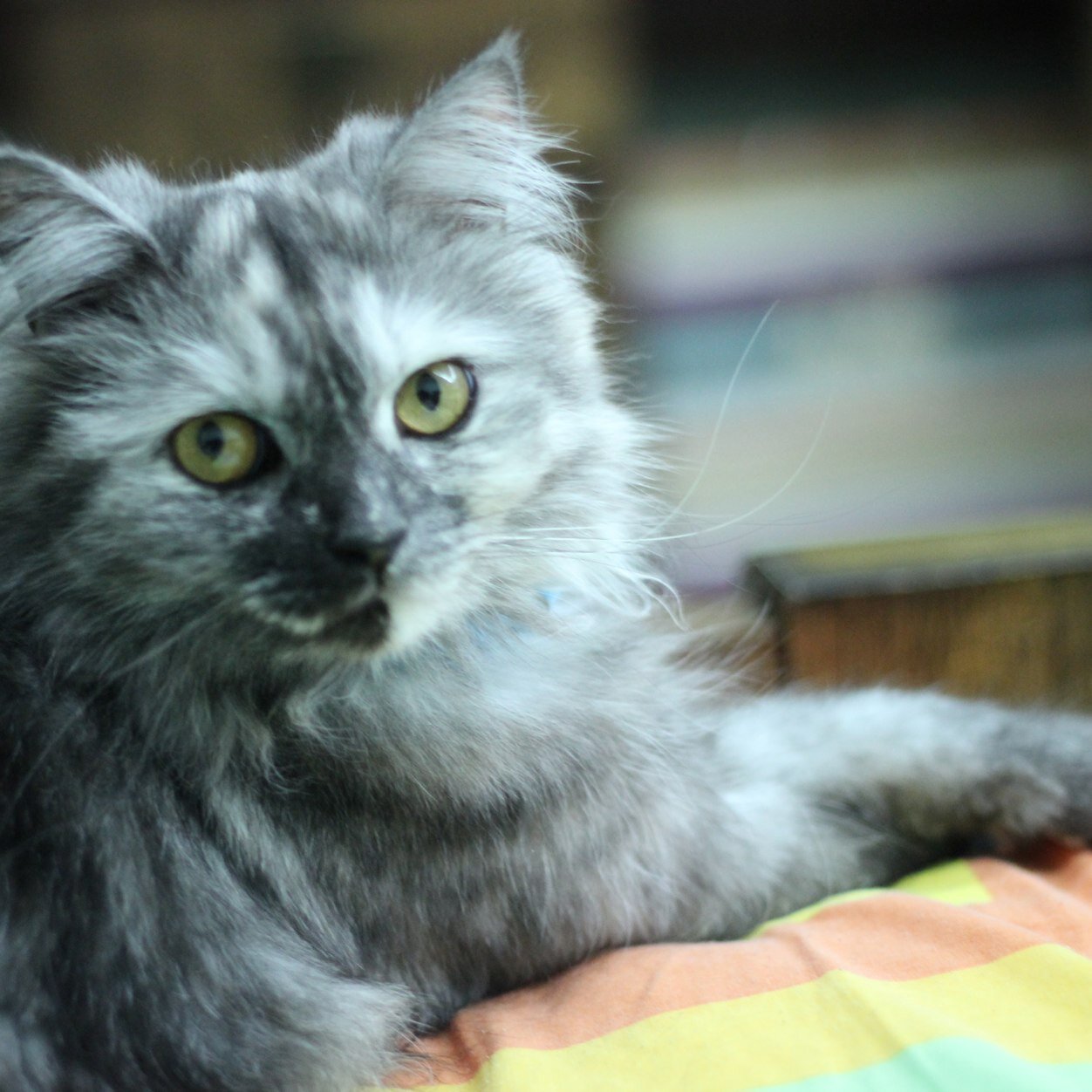 JenanZainiAqeel's profile picture. Msc #Cyber_security @unibirmingham .. BSc IT @kauweb .. O- .. Cat lover ..