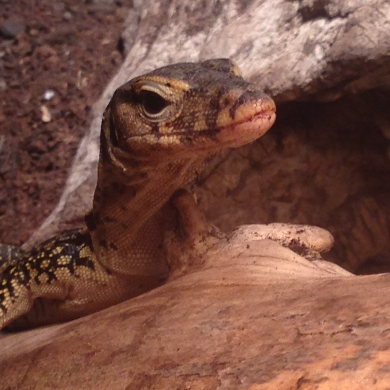A family owned online exotic pet store.