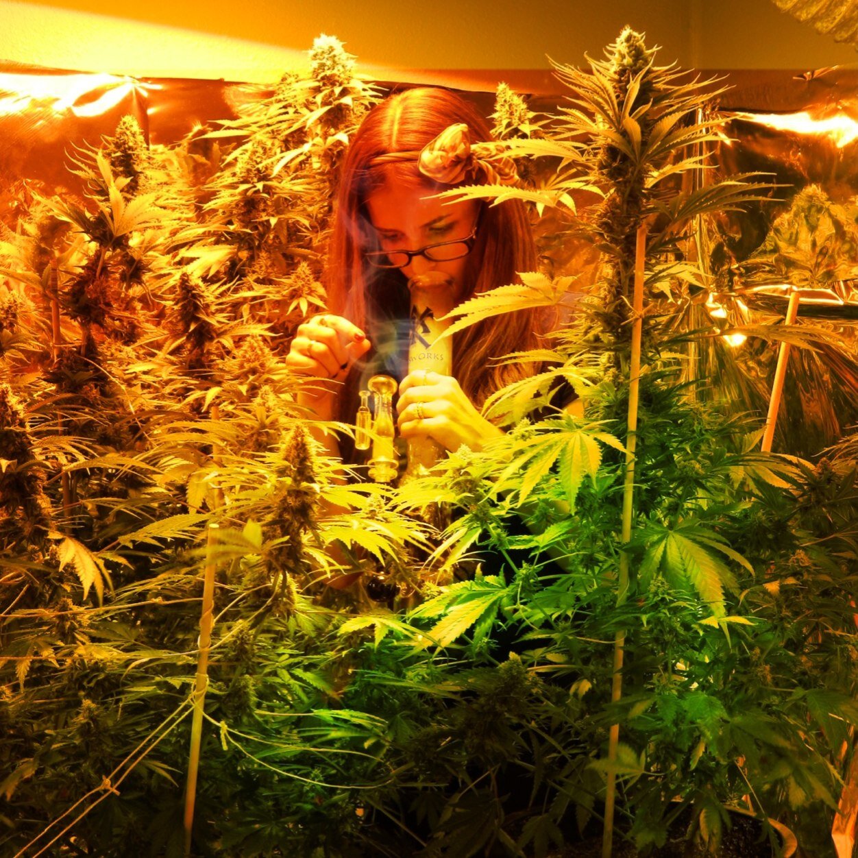 Oregon medical marijuana grower. Sharing the love from our indoor garden. Kush life as a housewife @Hashchoker ☮Peace & Puff puff!