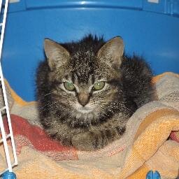 MartjeFlor's profile picture. Baumarktjunkie, Kreativ, Belesen, glaubt an eine höhere Macht, liebt Musik, das Universum und vor allem Norddeutschland.