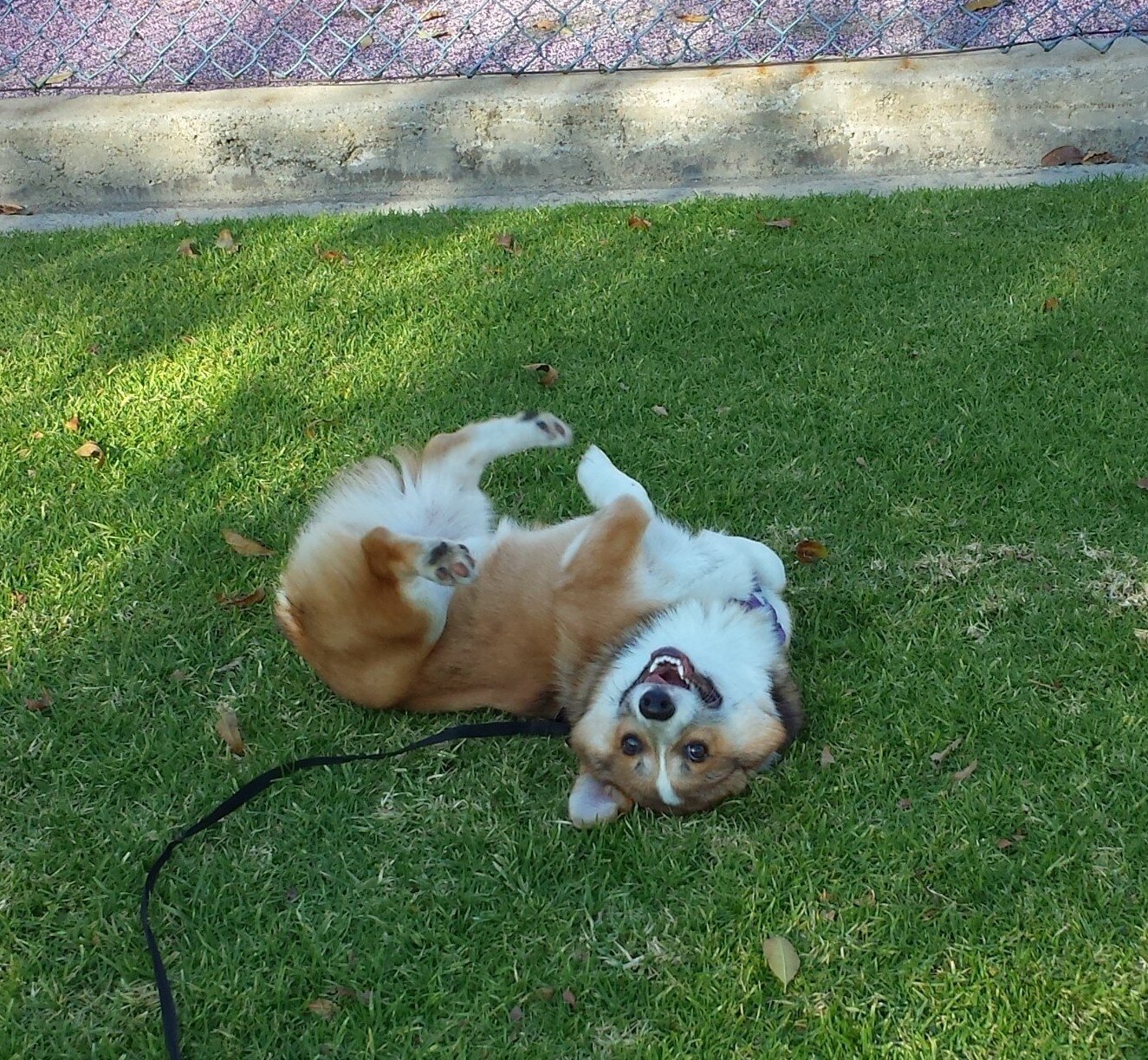 DexterCorgi310's profile picture. 