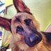 LeVieuxBaron (@vieuxbaron) Twitter profile photo