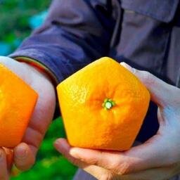 Hagamos de nuestro campo mexicano una solución rentable y que satisfaga el déficit alimentario que padecemos hoy en día.